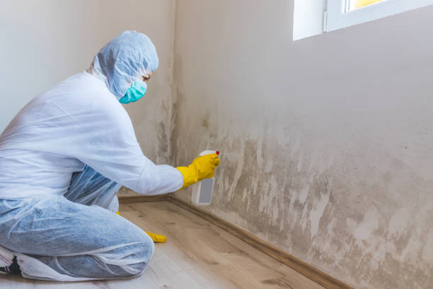 Professional mold removal team in Thornton