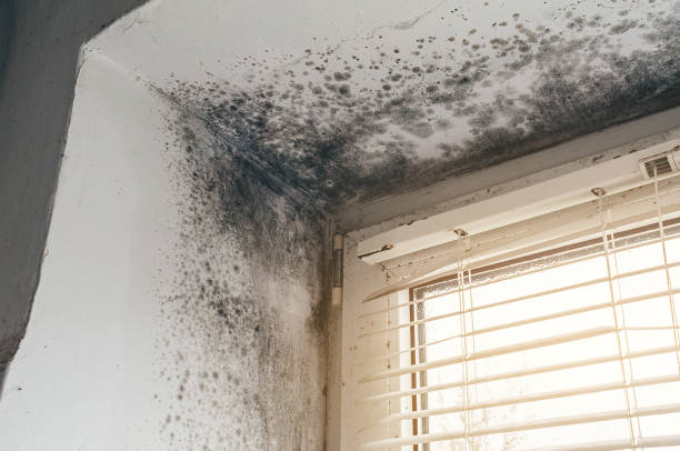 Mold Removal service in Thornton